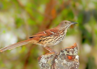 Brown thrasher