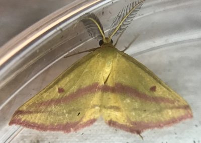 chickweed geometer moth