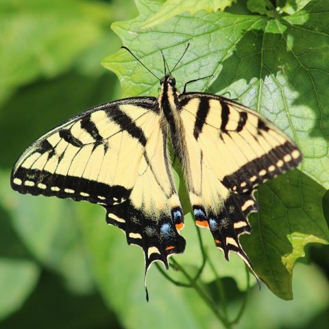 2024 Butterfly Count | Bucks County Audubon Society