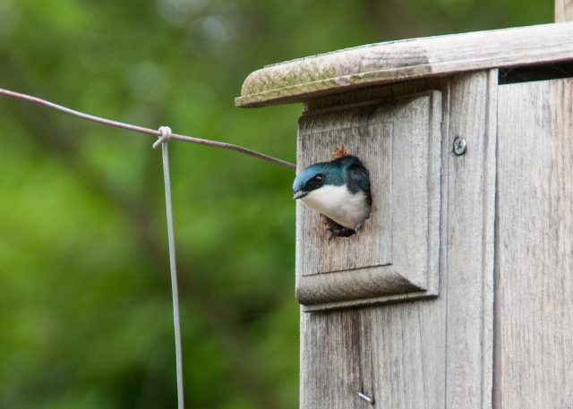 tree swallow peeking out nest box birdhouse