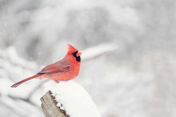 Cardinal in winter